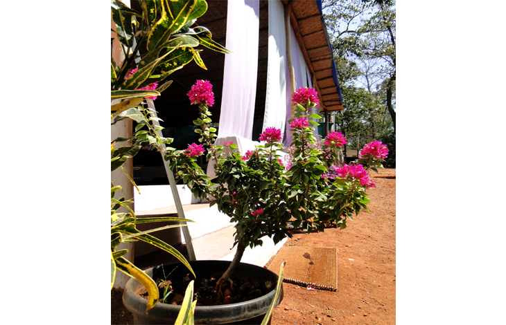 Sushumna Yoga Goa