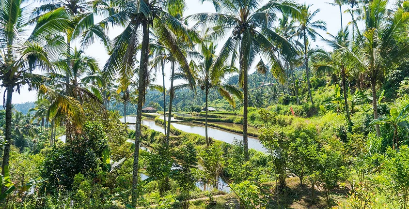 7 Day Travel Vinyasa Yoga and Kundalini Meditation Retreat in Lovina Bali by Santhika Retreat Center15.webp