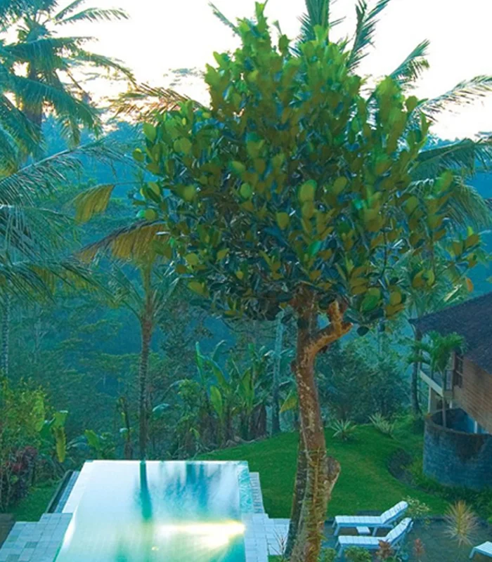 24 Days 300 Hour Yoga Teacher Training in Bali by Buddha Yog Peeth11.webp