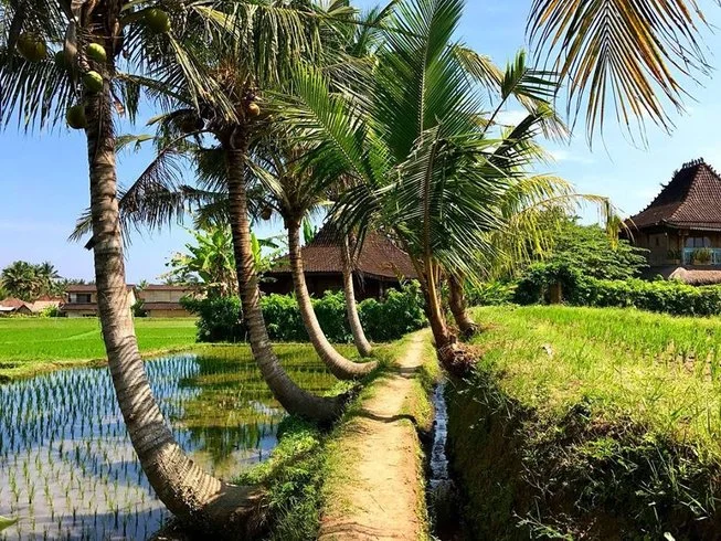 21 Day 200-Hour Yoga Teacher Training in Tabanan Regency Bali by School Yoga Institute2.webp