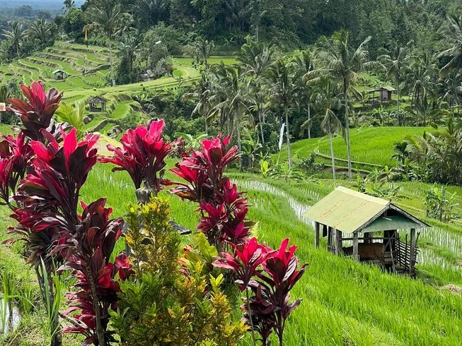 23 Day 250-Hour Immersion of Yoga Ayurveda and Reiki Healers Training in Bali by Tree Living Yoga Teacher Trainings Retreats7.webp