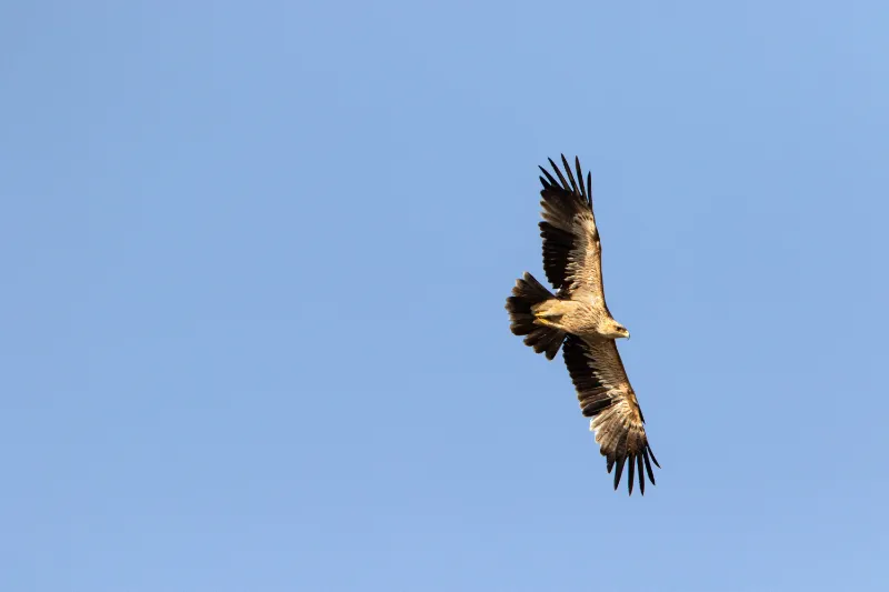 18 bird  raas chhatrasagar1741661586.webp