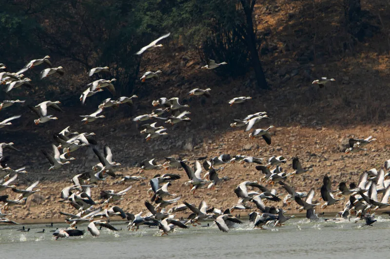 25 birds  raas chhatrasagar1741661588.webp