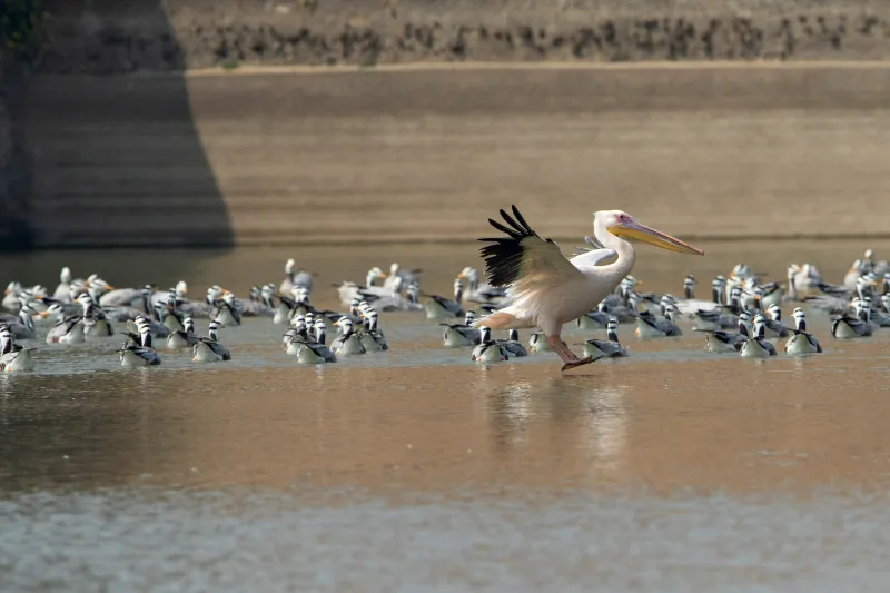 30 birds  raas chhatrasagar1741661588.webp