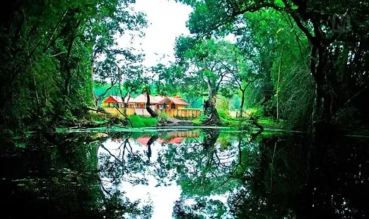 wayanad ayurveda 1081746607324.webp