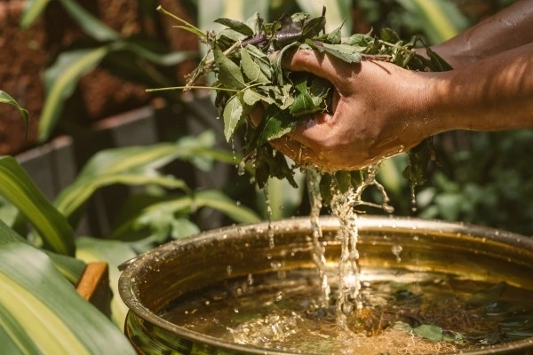 krishnendu ayurveda kerala111767872758.webp